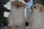 White Pomeranian puppies en Los Angeles