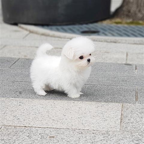 $250 : Buy Pomeranian puppies image 2