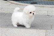 $250 : Buy Pomeranian puppies thumbnail