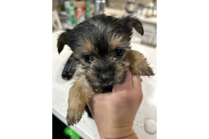 $600 : Yorkie image 1