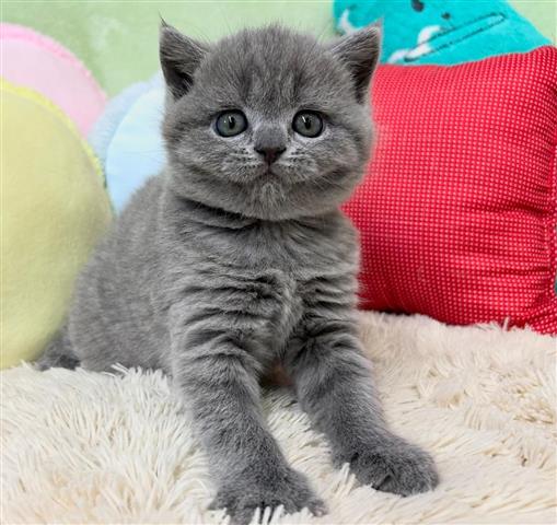 $400 : BSH kittens For sale image 2