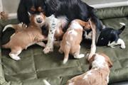 $300 : Bonitos Cachorros Cavalier Kin thumbnail