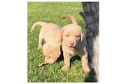 $350 : cachorros en venta thumbnail