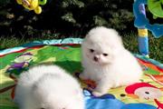 Teacup Pomeranian puppies