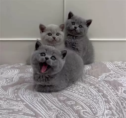 $280 : 3 British shorthair kittens image 1