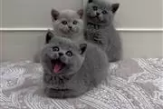 3 British shorthair kittens en Louisville