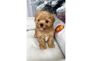 taza de té maltipoo cachorros en Atlanta