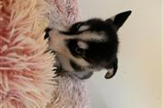 Siberian Husky Puppies thumbnail