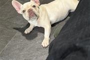 $3000 : Hermosa bulldog francés female thumbnail