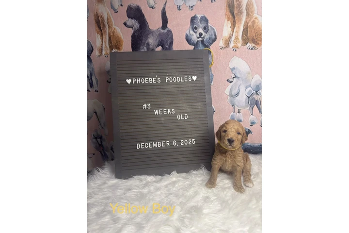 $1500 : Standard Poodle image 7