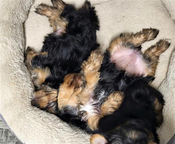 $450 : healthy yorkie puppies image 9