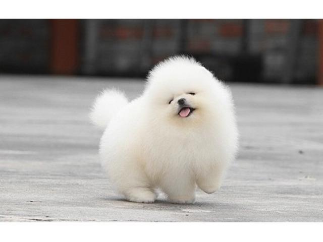 $600 : T-Cup Pomeranian Puppies image 1