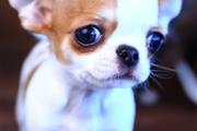 $250 : Chihuahua puppies for sale thumbnail