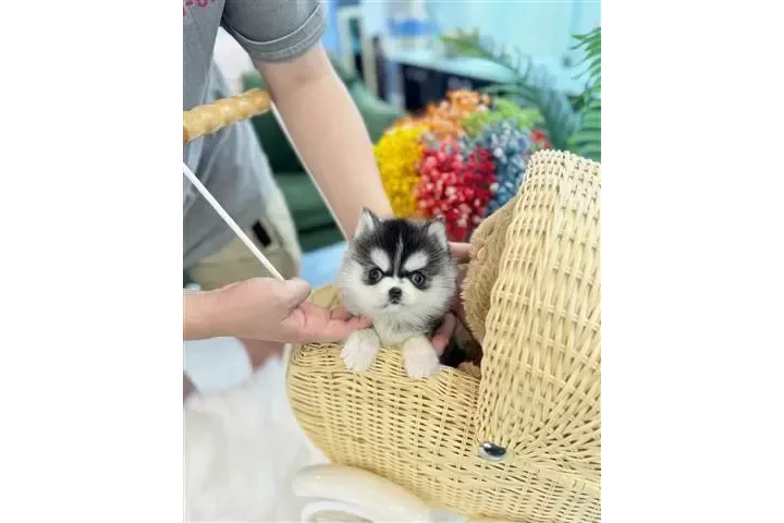 $250 : Pomeranian puppies for sale image 2