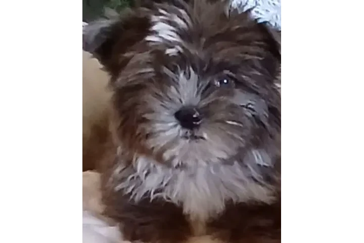 $850 : Shorkies  puppies image 1