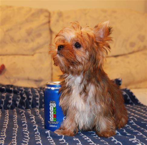 Cute Yorkie Puppy's image 3