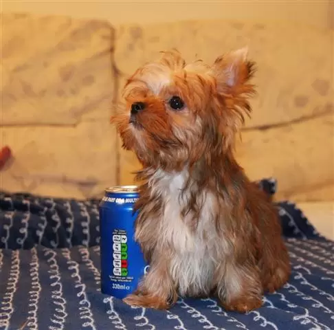 Cute Yorkie Puppy's image 3