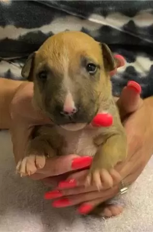 $500 : Bull terrier puppy for sale image 1