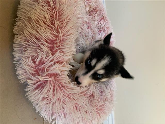 $499 : Siberian Husky Pups image 2