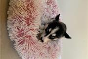 $499 : Siberian Husky Pups thumbnail