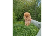 $350 : Teacup Maltese thumbnail