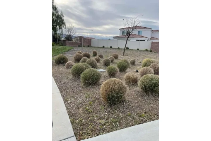 🌱✨ Palacios Landscaping ✨🌱 image 2