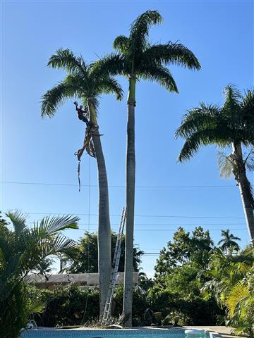 BAYRON TREE SERVICES🌴 image 6