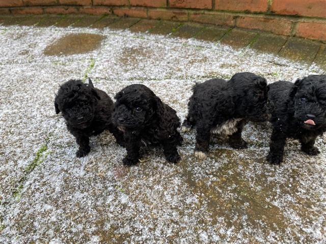 $400 : Tiny Toy Poodle Pups image 1