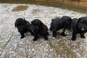 Tiny Toy Poodle Pups