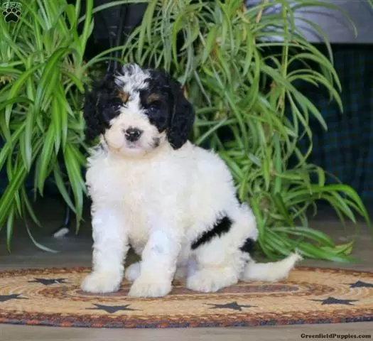 $240 : Bernese Mountain Dog Puppies image 2