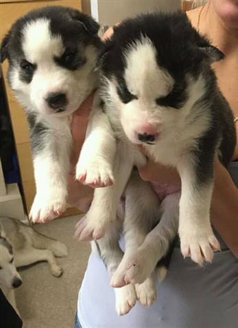 $550 : Siberian Husky Puppies image 4