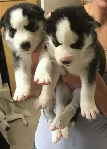 $550 : Buy Siberian Husky Puppies image 4