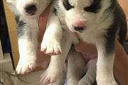 $550 : Siberian Husky Puppies thumbnail
