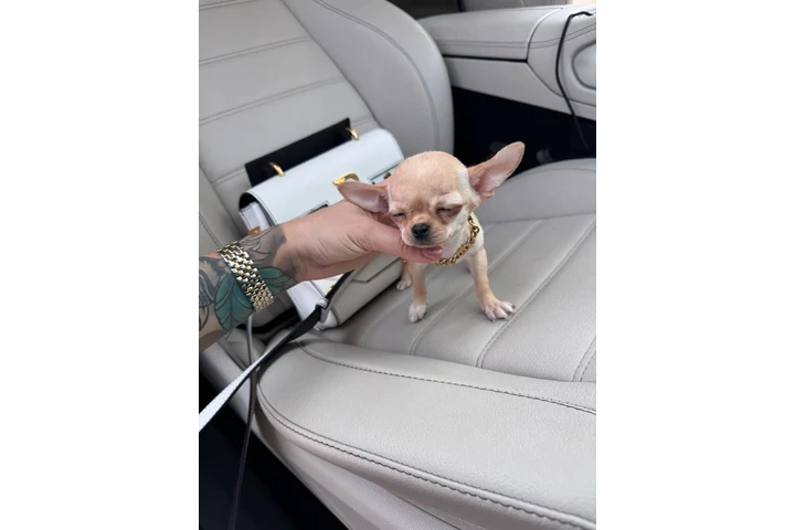 $300 : Teacup Chihuahua puppies image 1