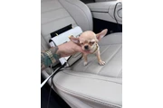 Teacup Chihuahua puppies en Los Angeles
