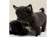 $400 : Gorgeous Chihuahua Puppies thumbnail