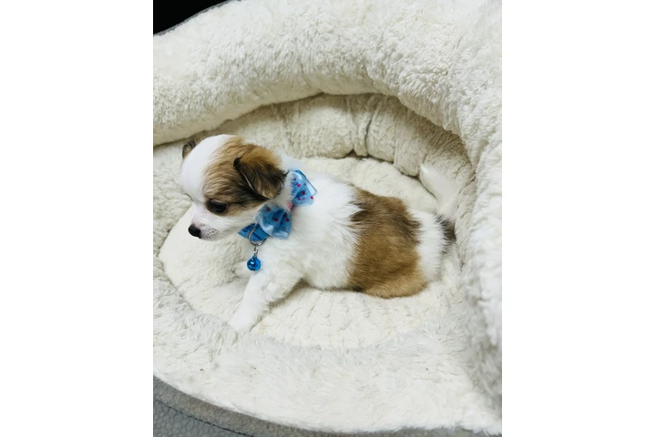 Chihuahuas de pelo largo image 4