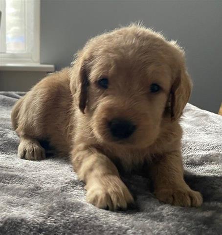 $500 : Labrador puppies for sale image 4