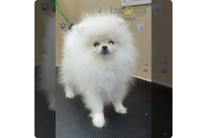 $900 : Pomeranian puppies image 5