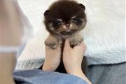 pomerania en venta