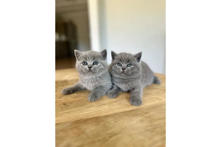 $280 : British Shorthair for sale image 1