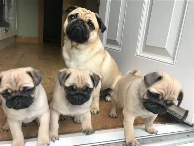 Male and Female Pug puppies image 2