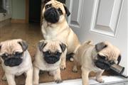 Male and Female Pug puppies thumbnail