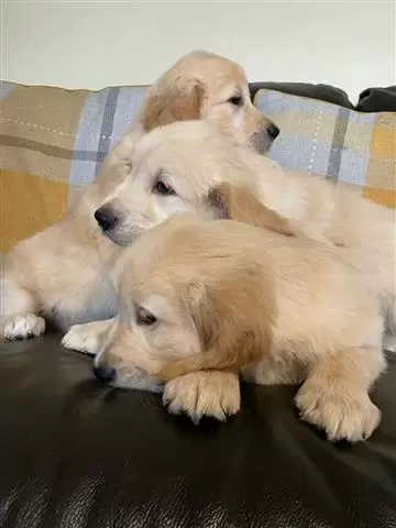 $400 : Golden Retrievers Pup image 1