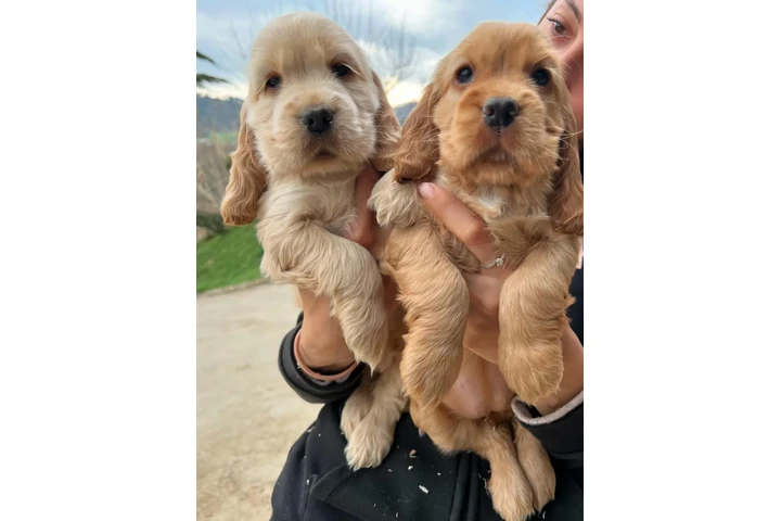 $500 : Lindos Cachorros Cocker Spanie image 2