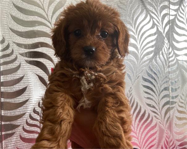 $700 : Fox Red F1 Cavapoo for sale image 2