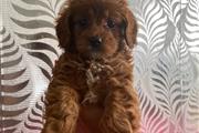 $700 : Fox Red F1 Cavapoo for sale thumbnail