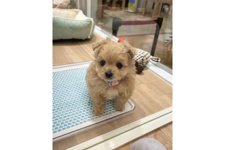 $350 : cachorros Maltipoo image 2