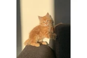 Maine Coon Red Tabby Lindos en Medellin