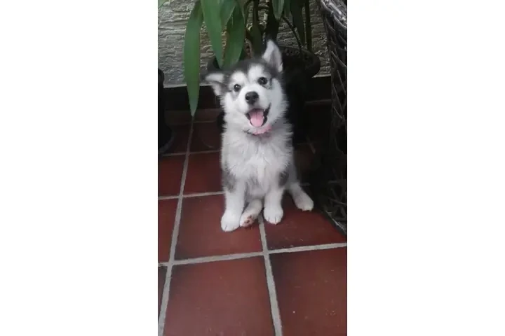 $350 : Siberian Manual Puppies image 3